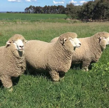 Corriedale Wool Fiber - Sold by the ounce